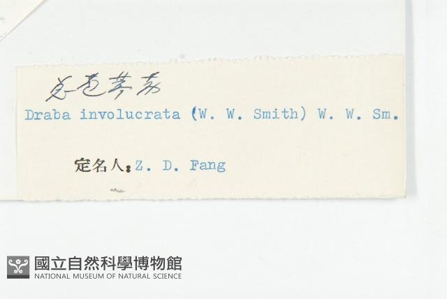 總苞葶藶藏品圖，第3張