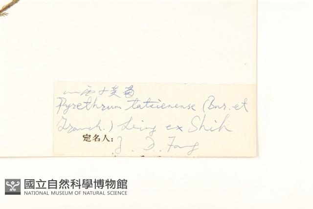 川西小黃菊藏品圖，第3張