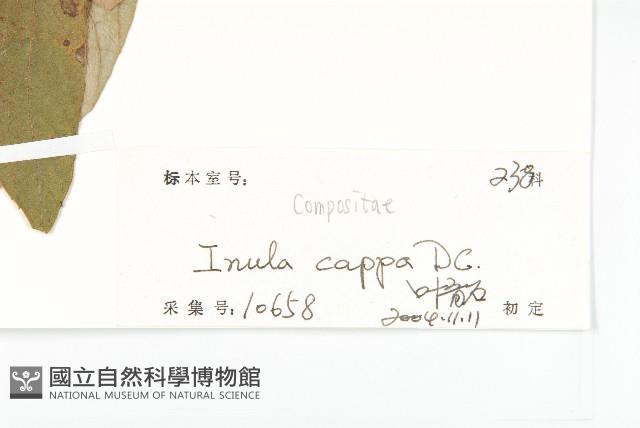 羊耳菊藏品圖，第3張