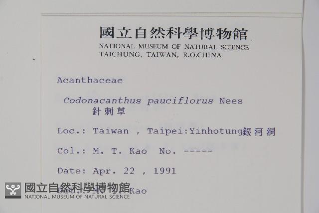 針刺草藏品圖，第2張