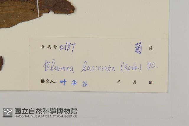 裂葉艾納香藏品圖，第3張