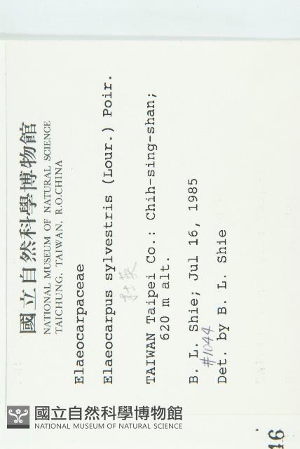 杜英、山杜英、蘭嶼杜英藏品圖，第2張