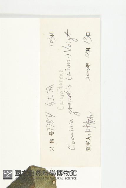 紅瓜藏品圖，第3張