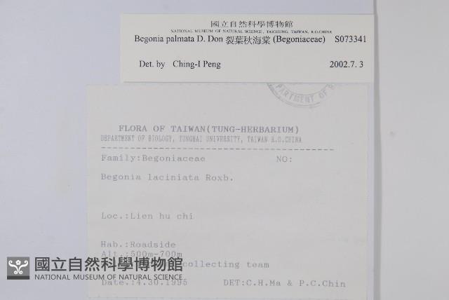 裂葉秋海棠藏品圖，第2張