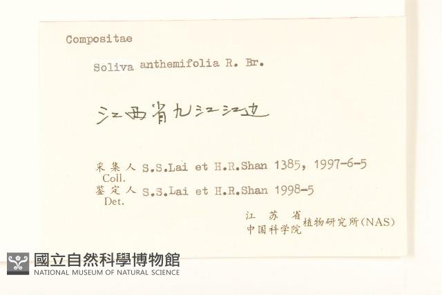 假吐金菊藏品圖，第3張