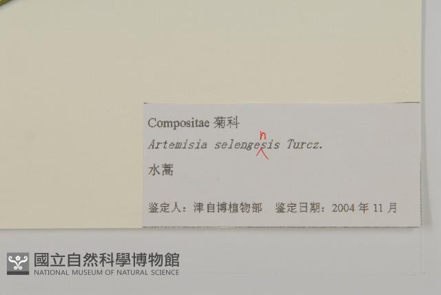水蒿藏品圖，第3張