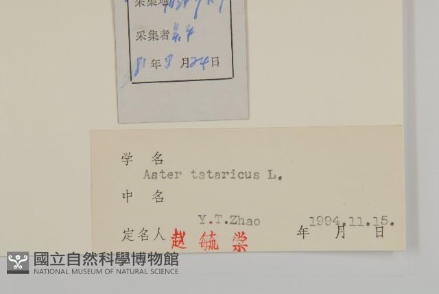 紫菀藏品圖，第3張