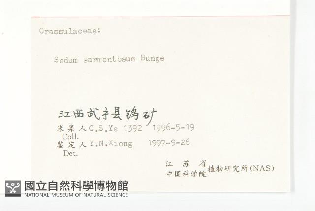 垂盆草藏品圖，第3張