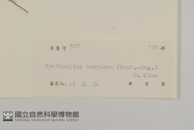 杯菊藏品圖，第3張