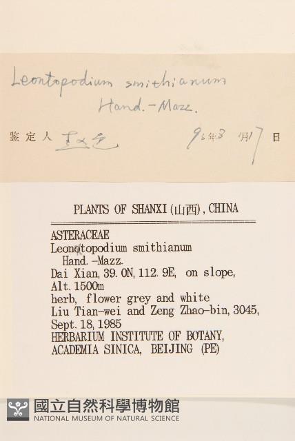 絹茸火絨草藏品圖，第3張