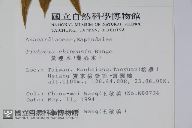 黃連木、爛心木藏品圖，第2張