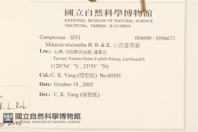 蔓澤蘭藏品圖，第2張