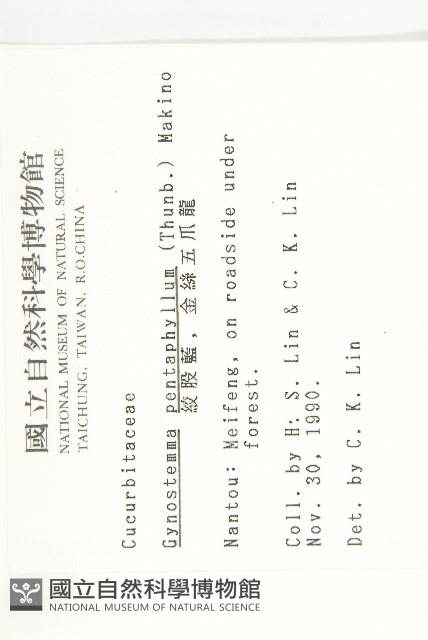 絞股藍藏品圖，第2張