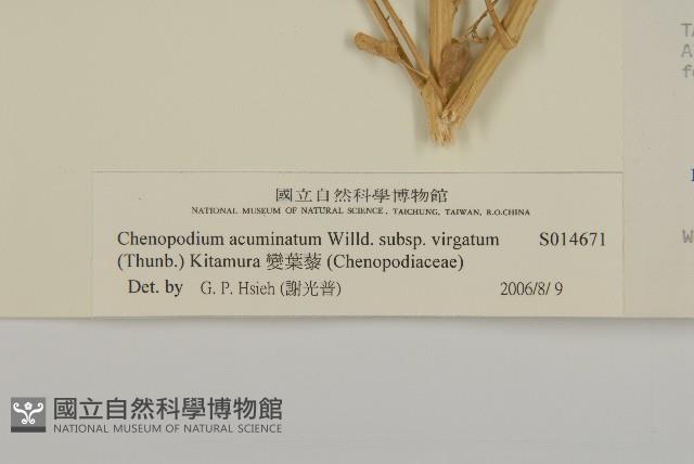 變葉藜藏品圖，第3張