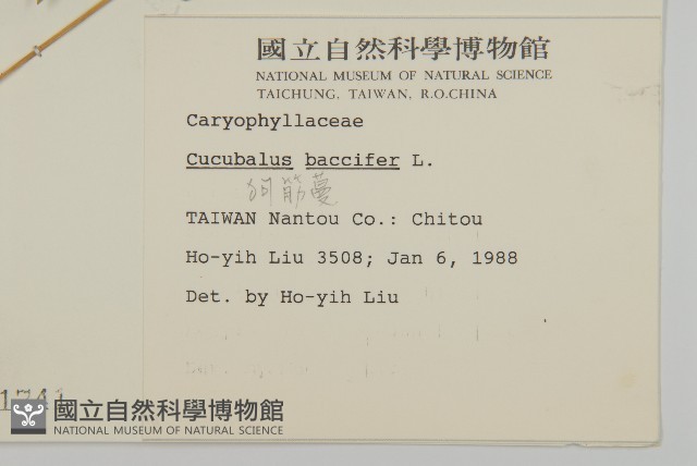 狗筋蔓藏品圖，第2張