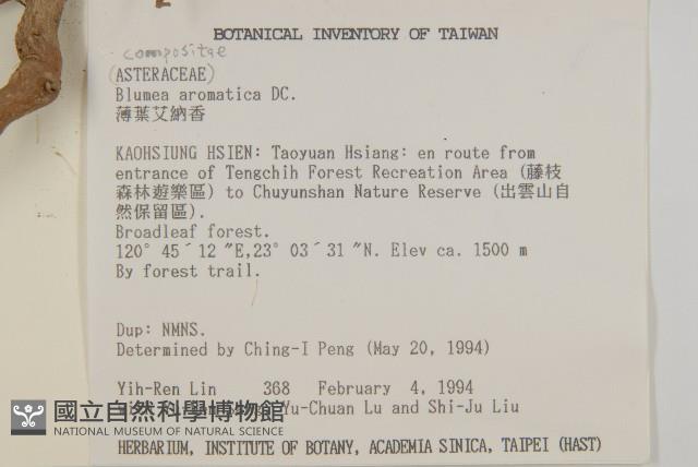 薄葉艾納香藏品圖，第3張