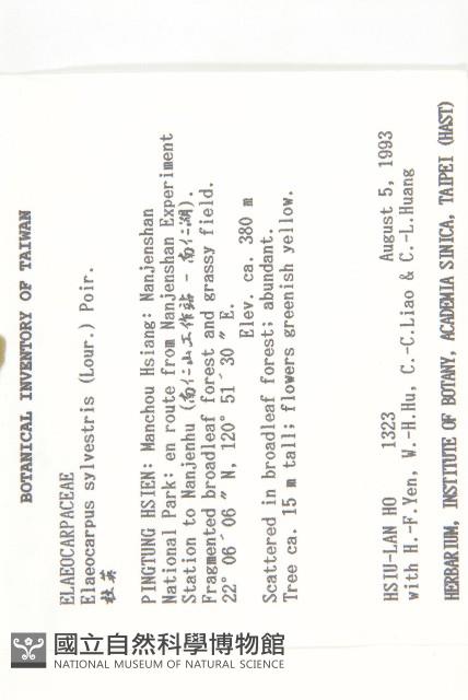 杜英、山杜英、蘭嶼杜英藏品圖，第2張