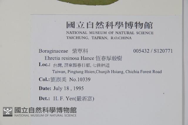 恆春厚殼樹藏品圖，第2張