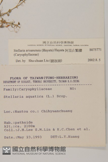 阿里山繁縷藏品圖，第2張