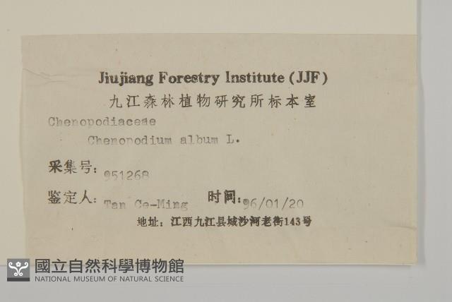 藜、灰藜藏品圖，第3張