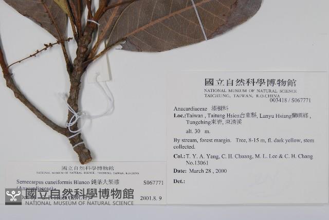 鈍葉大果漆, 小葉大果漆藏品圖，第2張