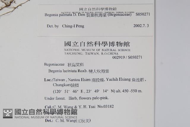 裂葉秋海棠藏品圖，第2張