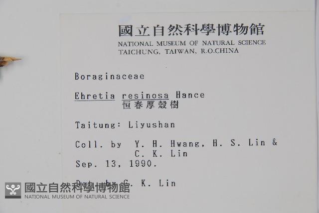 恆春厚殼樹藏品圖，第2張