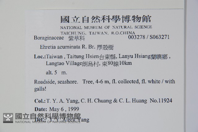 厚殼樹藏品圖，第5張