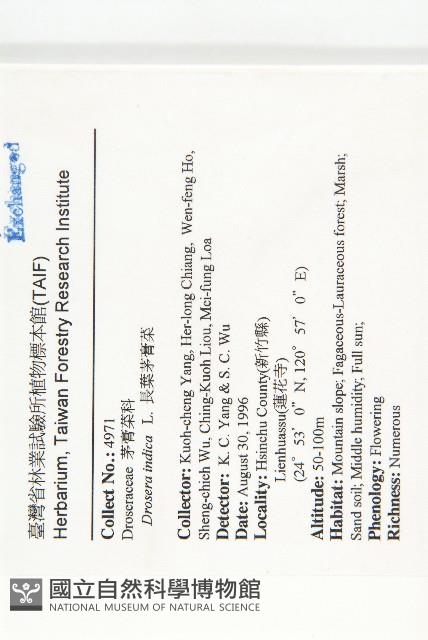 長葉茅膏菜藏品圖，第2張