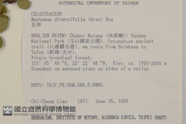 北仲, 刺裸實藏品圖，第2張