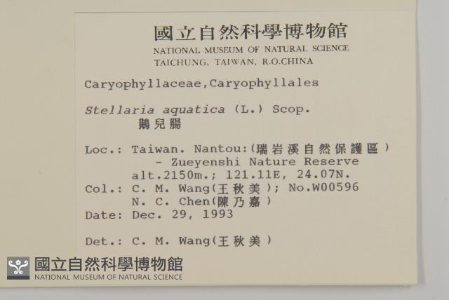 鵝兒腸藏品圖，第2張