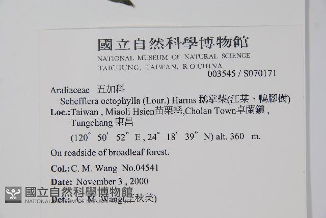 鵝掌柴、江某、鴨腳樹藏品圖，第2張