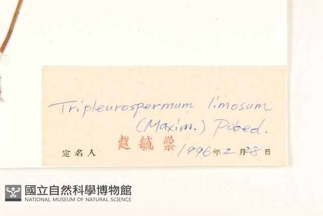 三肋果藏品圖，第3張