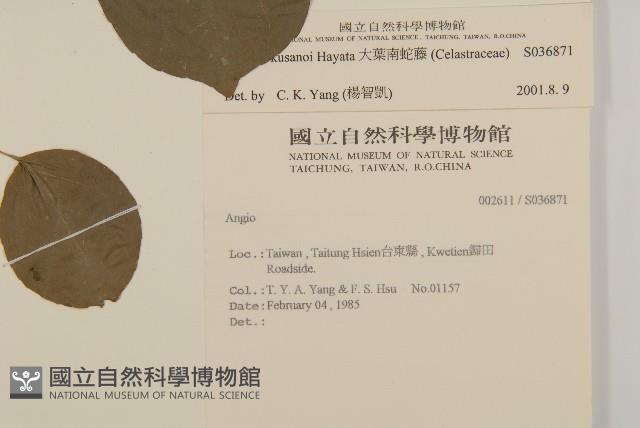 大葉南蛇藤藏品圖，第2張