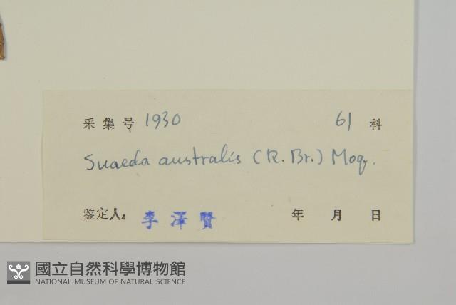 南方鹼蓬藏品圖，第3張