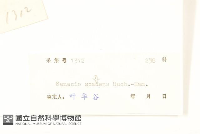 蔓黃菀藏品圖，第3張