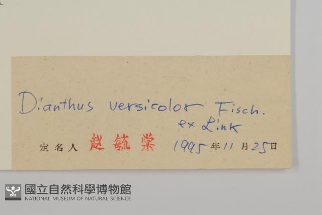 興安石竹藏品圖，第3張