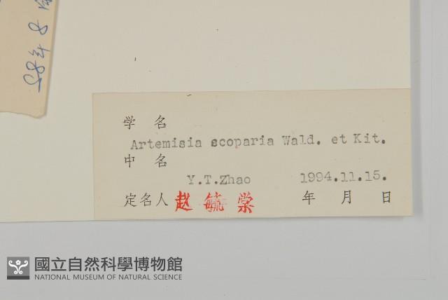 黃蒿藏品圖，第3張