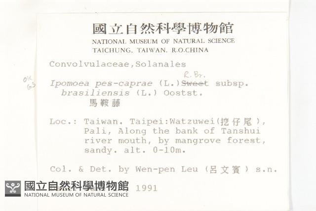 馬鞍藤藏品圖，第2張