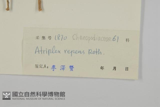 匍匐濱藜藏品圖，第3張