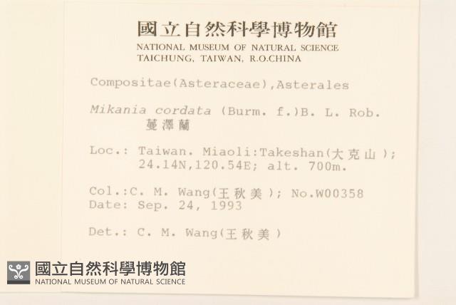 蔓澤蘭藏品圖，第2張