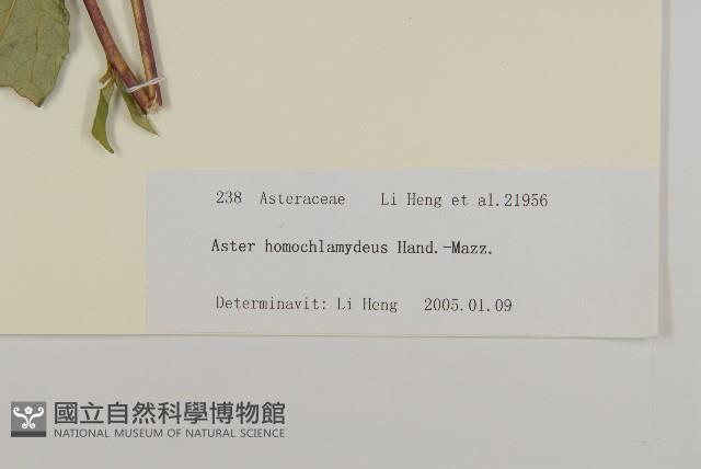 等苞紫菀藏品圖，第3張