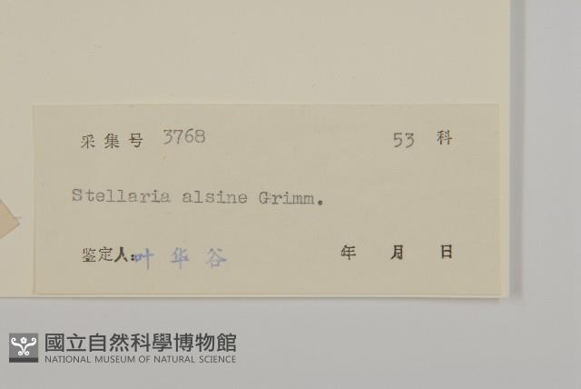 雀舌草藏品圖，第3張