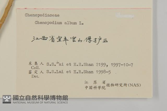 藜、灰藜藏品圖，第3張