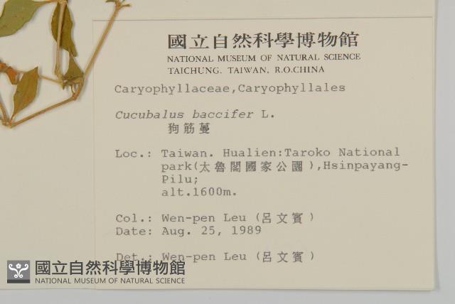 狗筋蔓藏品圖，第2張