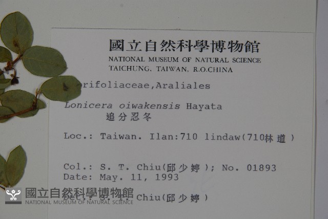 追分忍冬藏品圖，第2張
