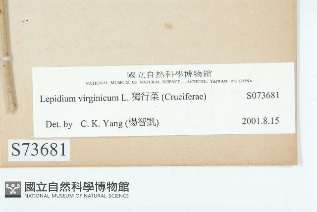 獨行菜藏品圖，第3張