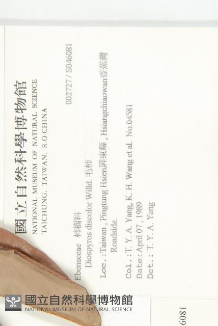 毛柿藏品圖，第2張