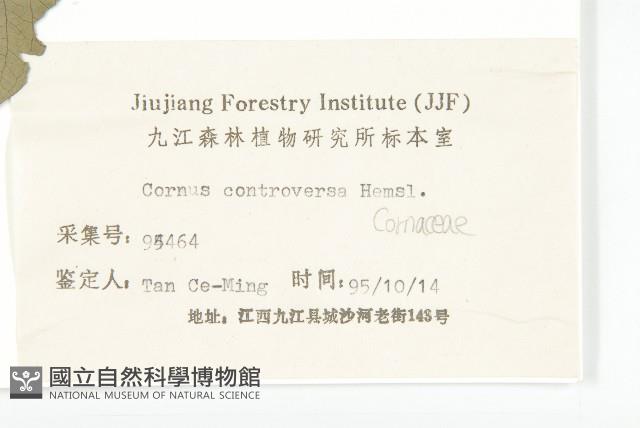 燈臺樹藏品圖，第3張