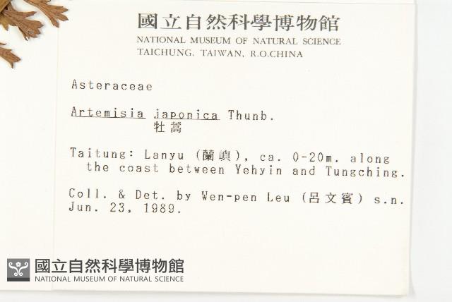 牡蒿藏品圖，第2張